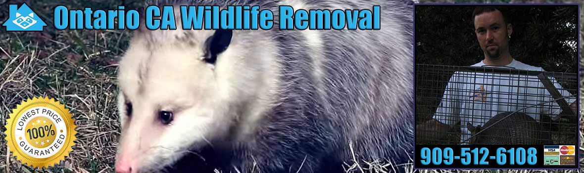 Ontario Wildlife and Animal Removal